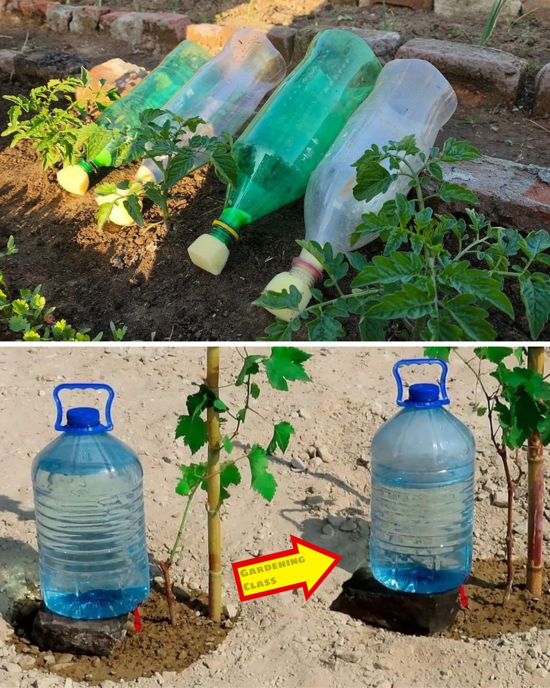 Transform a Plastic Bottle Into an Automatic Watering Solution for Your Garden