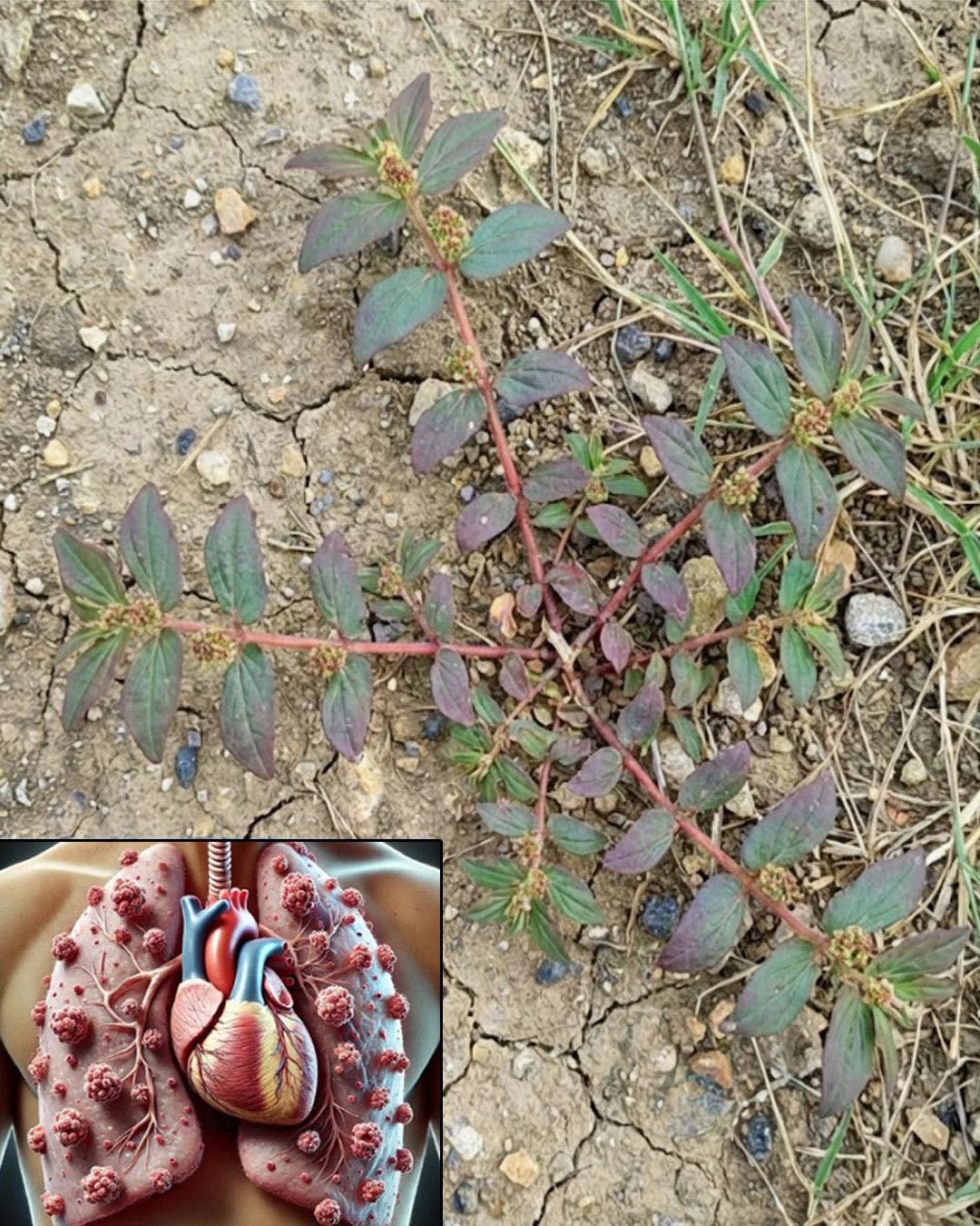 Euphorbia Hirta: 9 key health benefits of this versatile plant