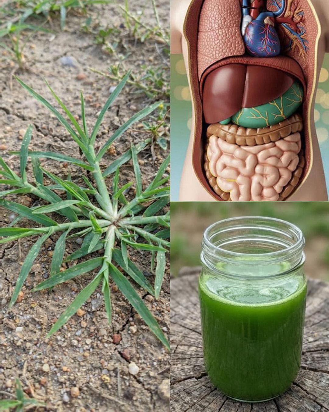 Unlocking the benefits of Goosegrass