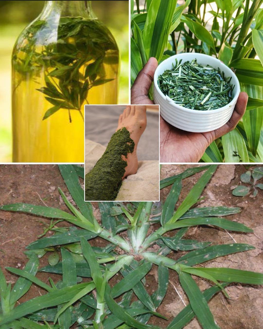 Goosegrass: Health Benefits and Uses