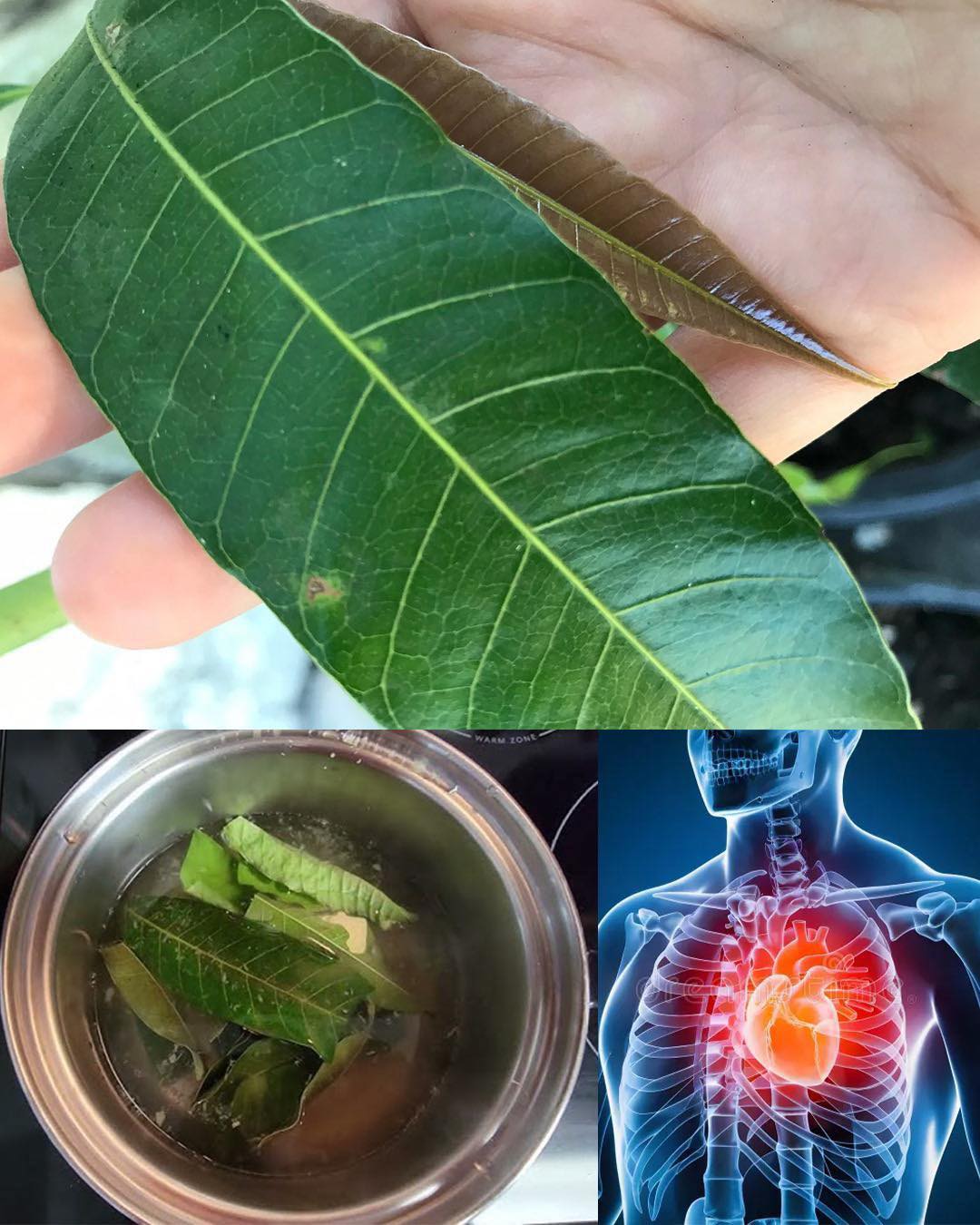 The Hidden Power of Mango Leaves: 30 Benefits and Homemade Uses