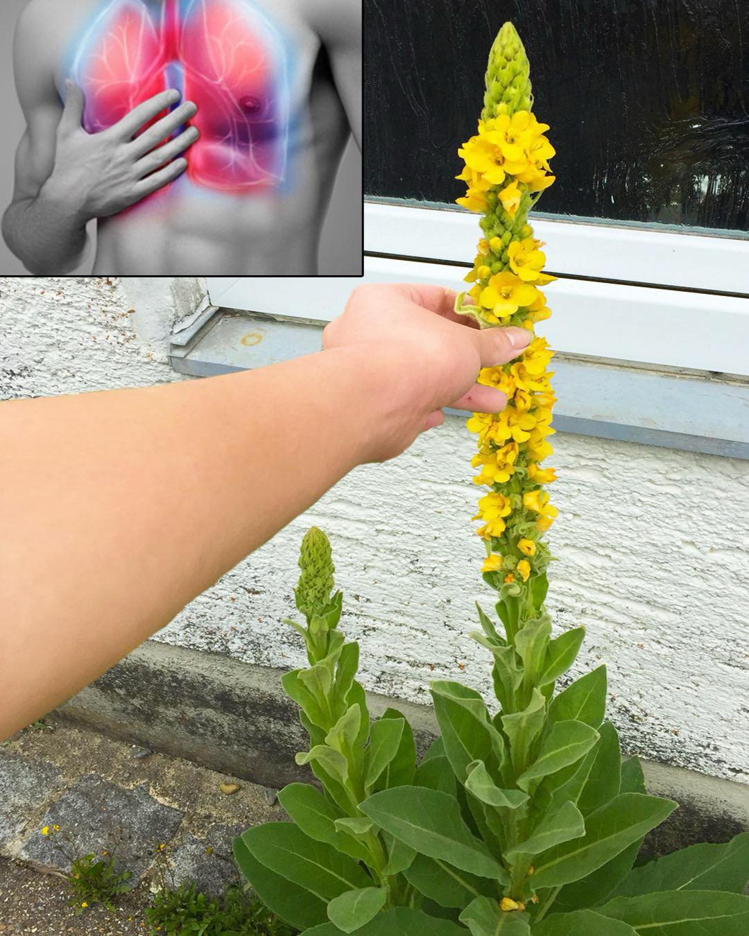 Mullein: Exploring the Benefits of Leaves, Flowers, and Roots