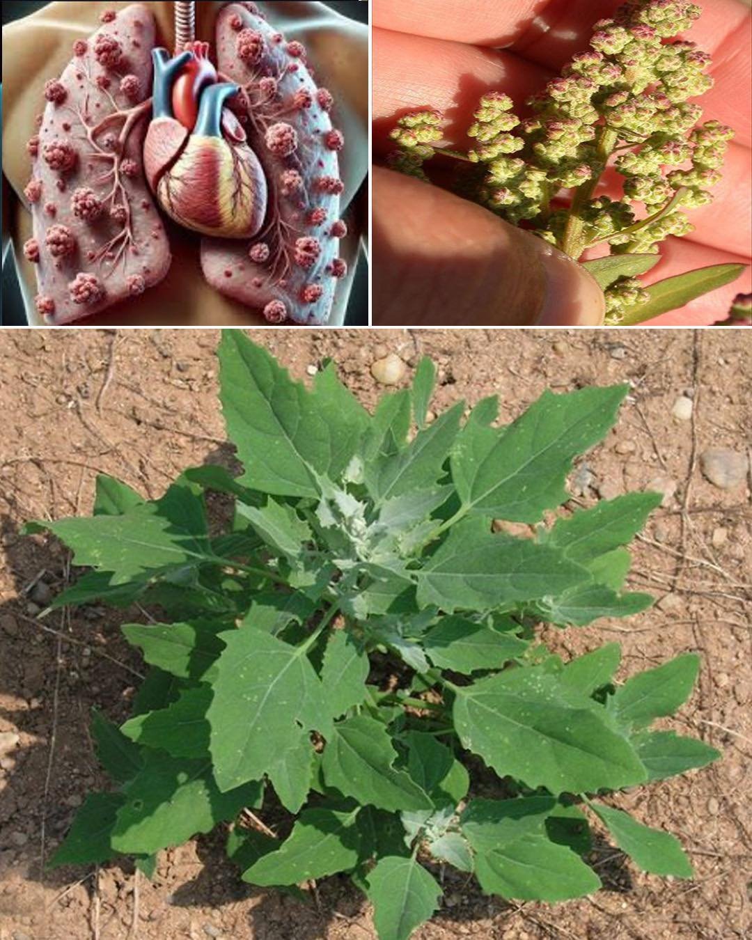 Discovering the Health Benefits of Lamb’s Quarters