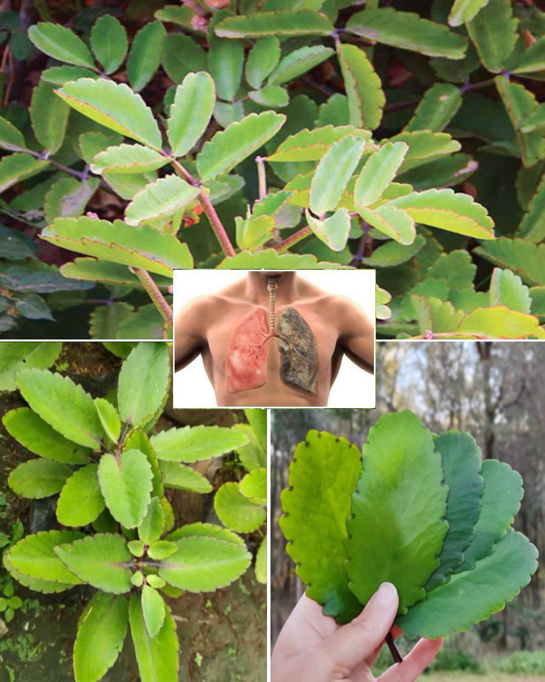 Bryophyllum Calycinum (Kalanchoe Pinnata): Benefits and Uses