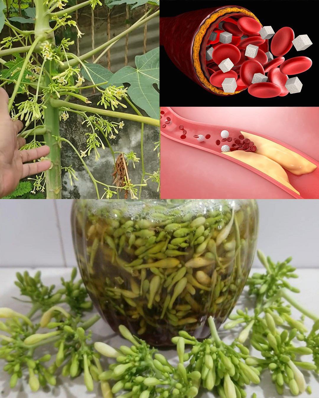 The Real Power of Male Papaya Flowers: Blood Sugar, Heart Health & More