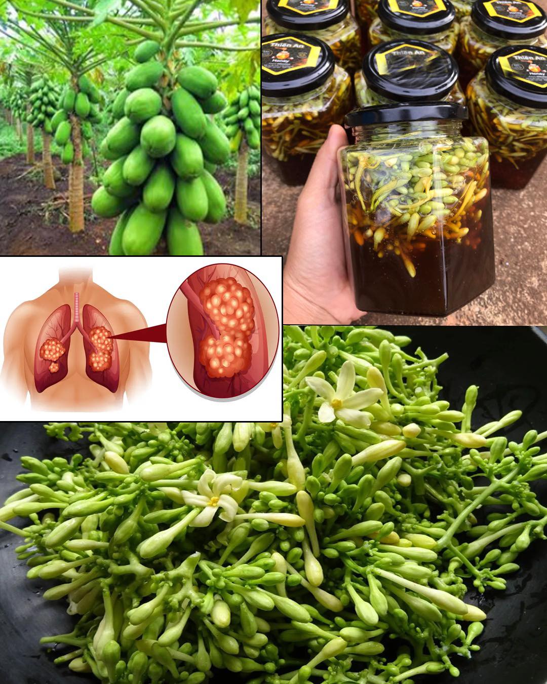 Benefits and Uses of Papaya Flowers Soaked in Honey