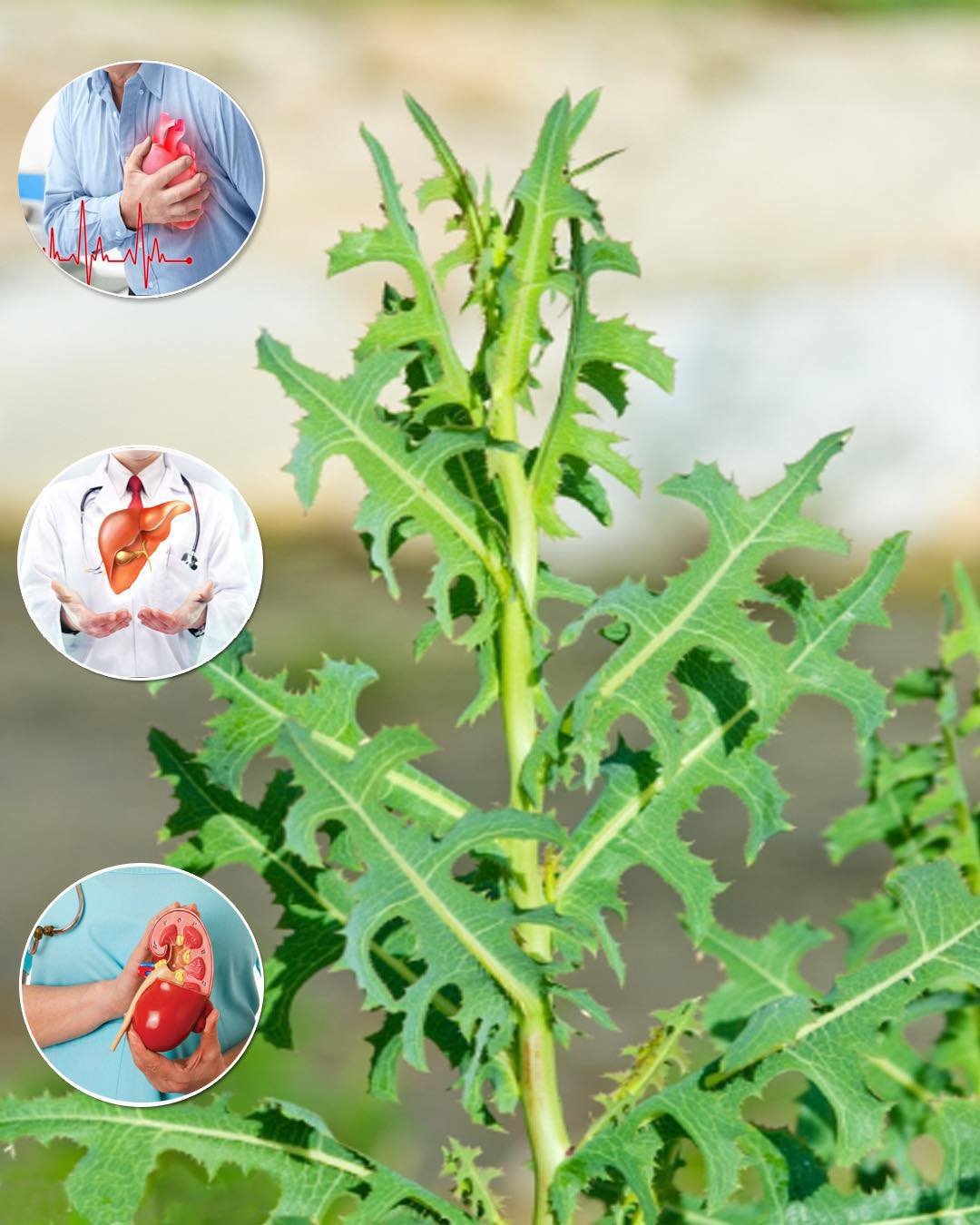 Lactuca Serriola: The Power of Prickly Lettuce That Grows Everywhere
