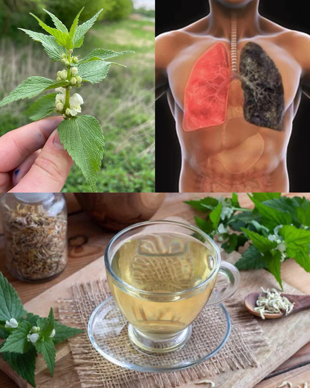 White Deadnettle (Lamium album): 10 Powerful Benefits and Homemade Uses