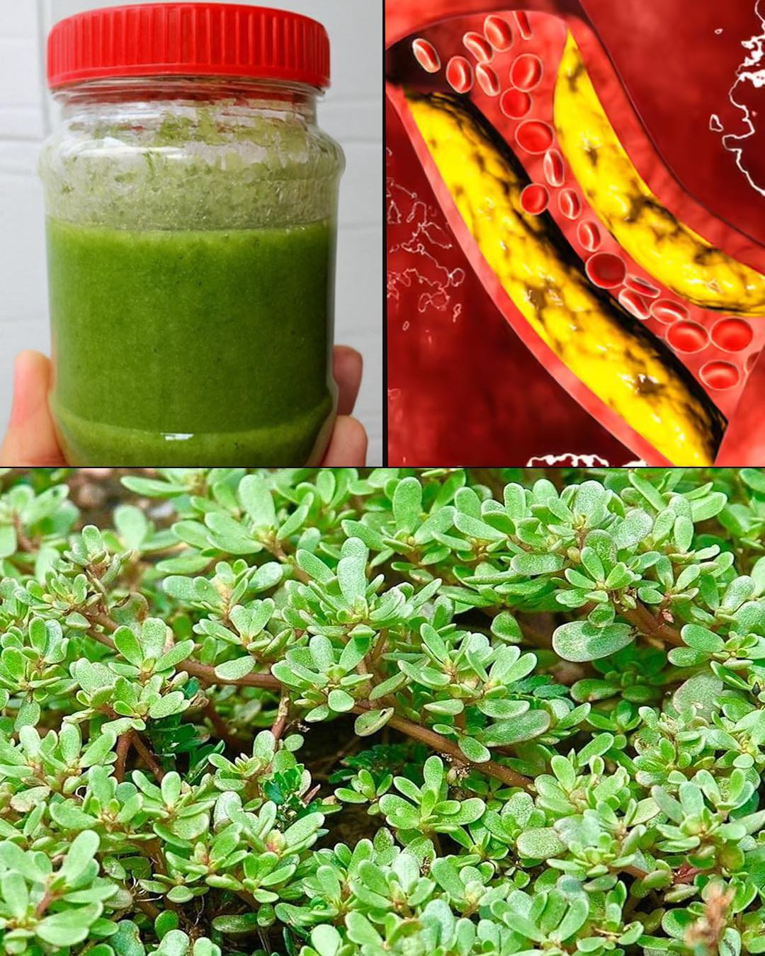 Purslane: The Superfood That Tastes Better Than Meat – 7 Reasons to Grow It in Your Garden