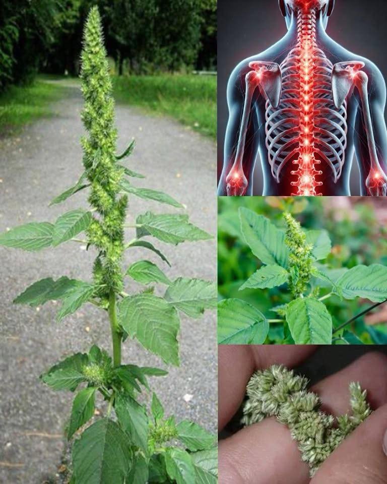 Health benefits of Pigweed