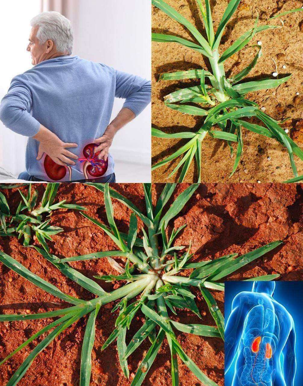 Goosegrass (Eleusine indica): A Natural Ally for Kidney Health