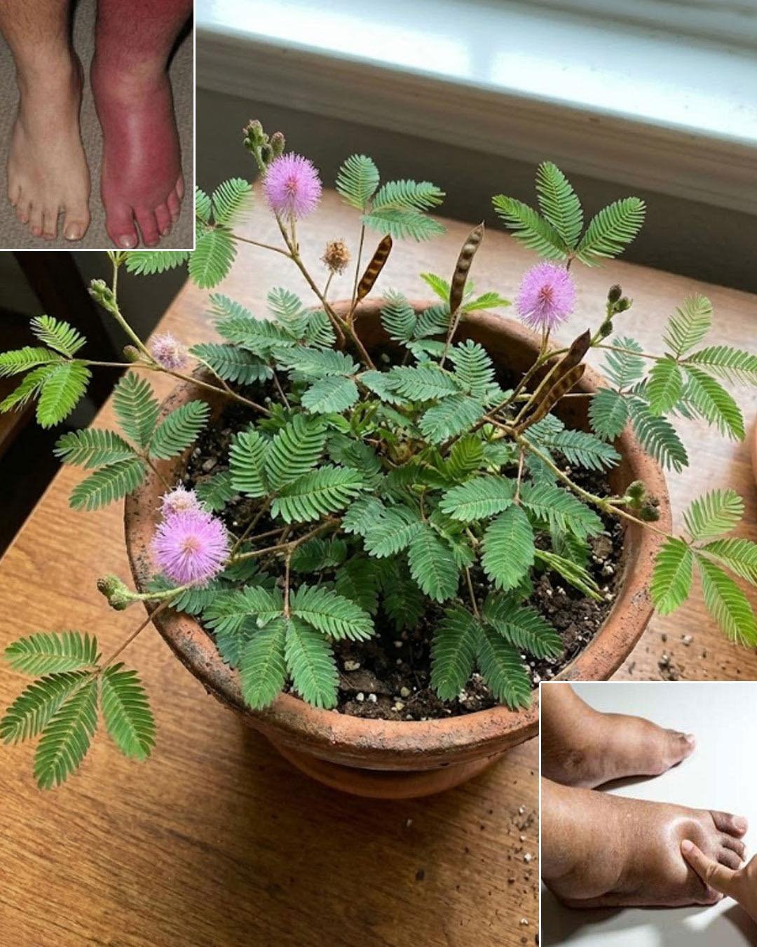 Mimosa Pudica: Medicinal Value and Uses
