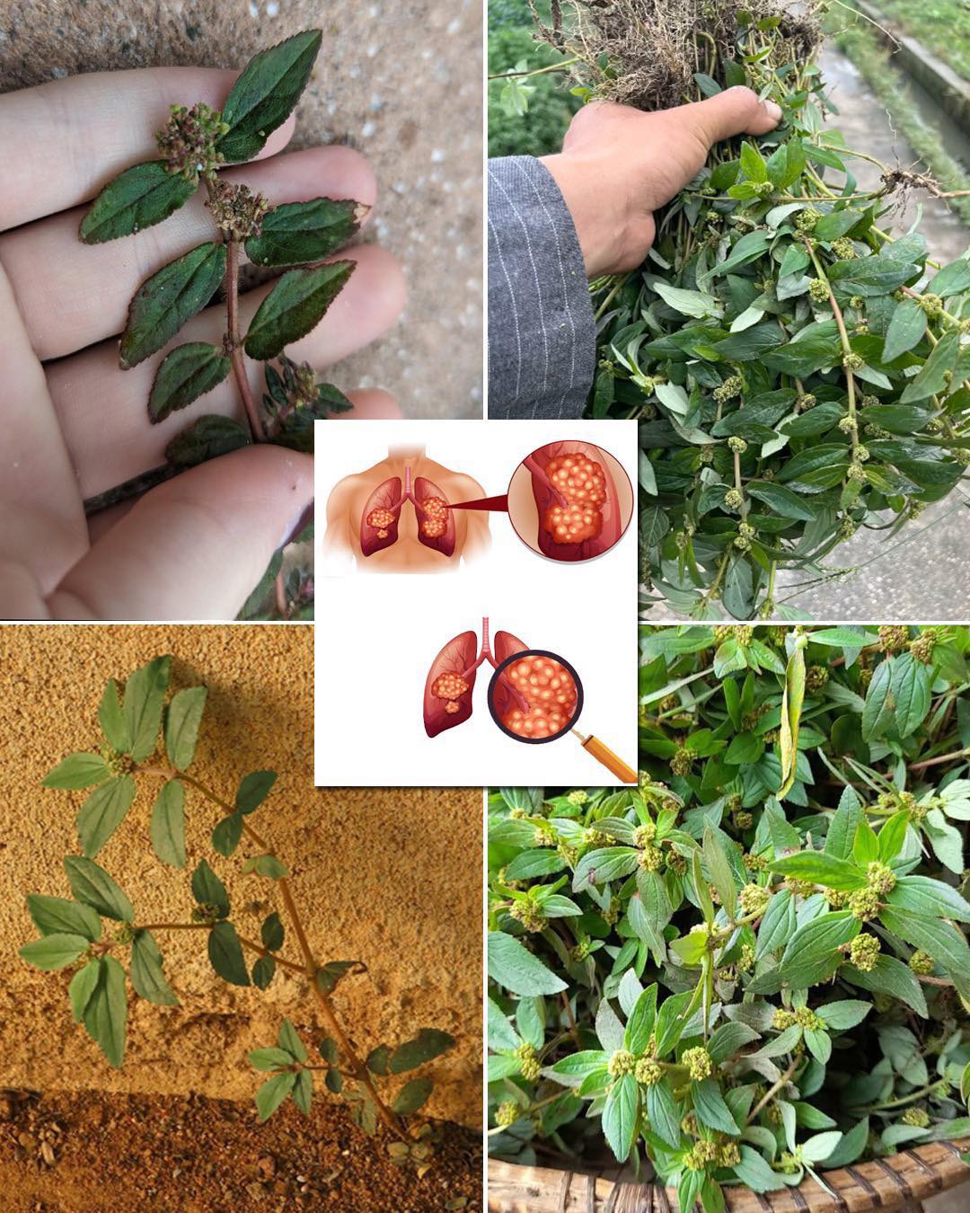 Euphorbia Hirta: 9 key health benefits of this versatile plant