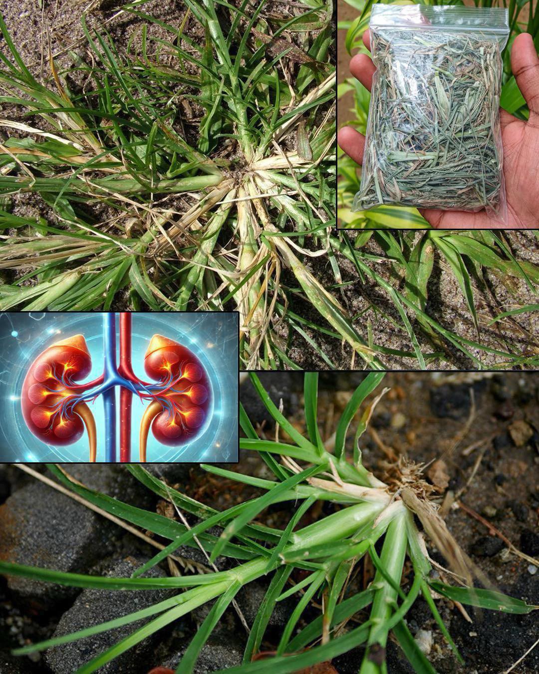 Goosegrass: Health Benefits and Uses