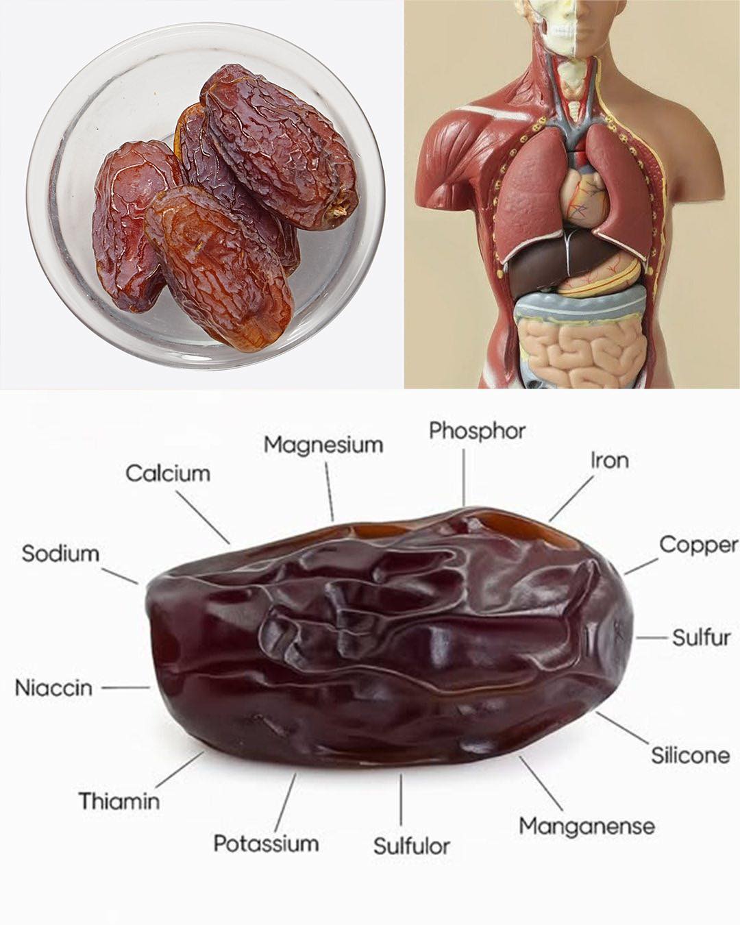 The Incredible Benefits of Dates: A Nutrient-Packed Superfood