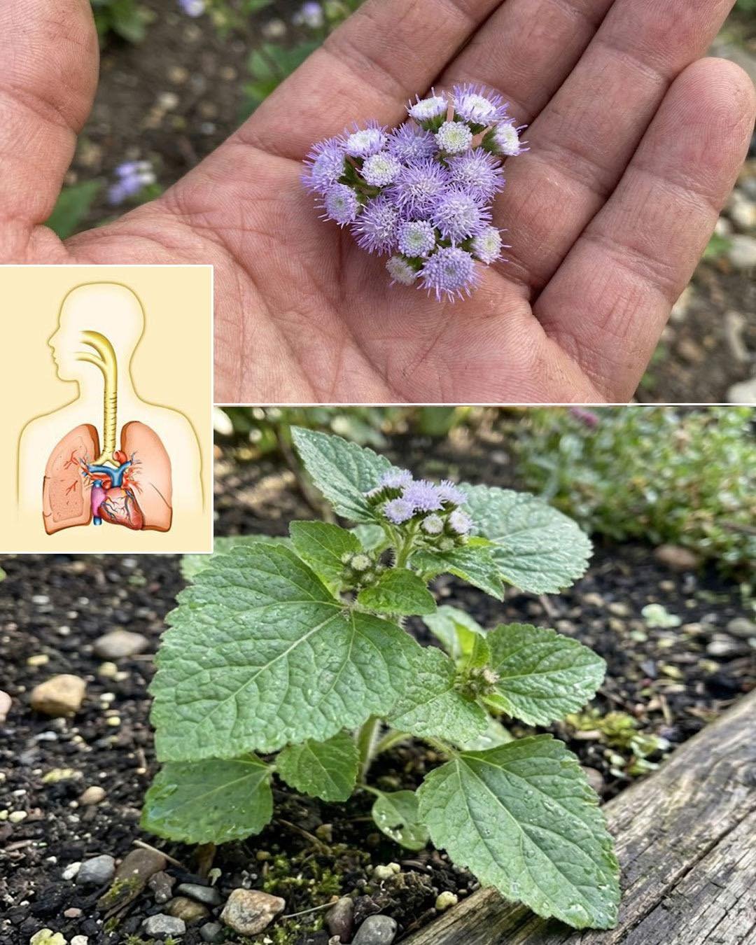7 Benefits and Uses of Ageratum conyzoides