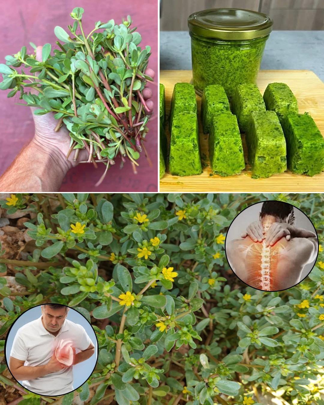 Purslane: The Superfood That Tastes Better Than Meat – 7 Reasons to Grow It in Your Garden