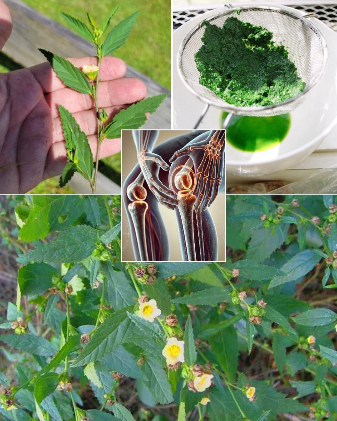 The Versatile Uses of Stubborn Grass