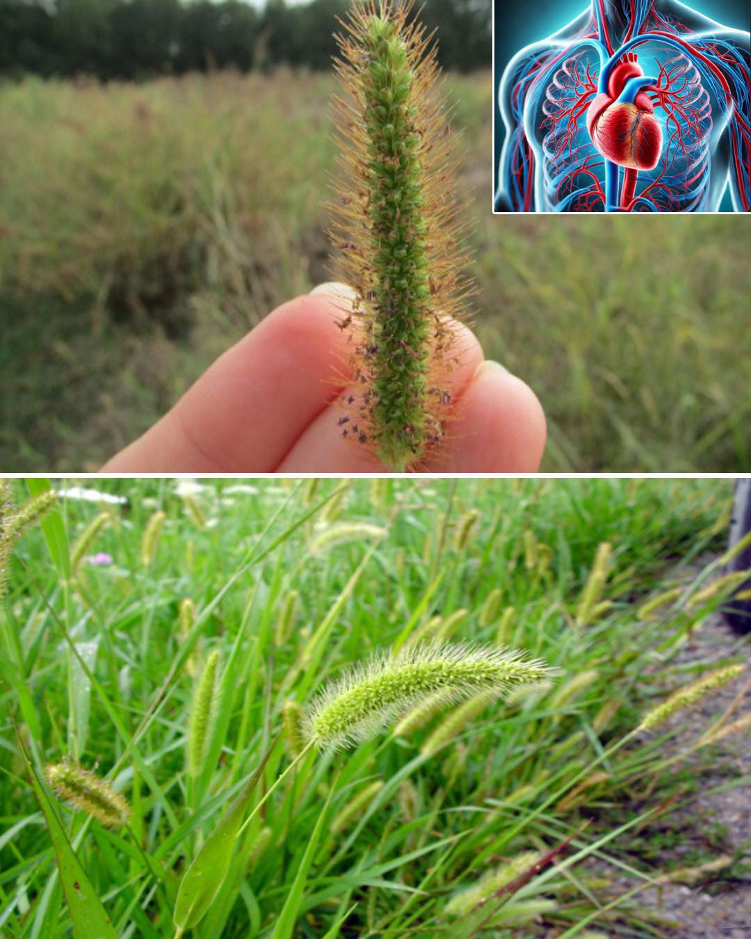 The Benefits and Uses of Foxtail Grass