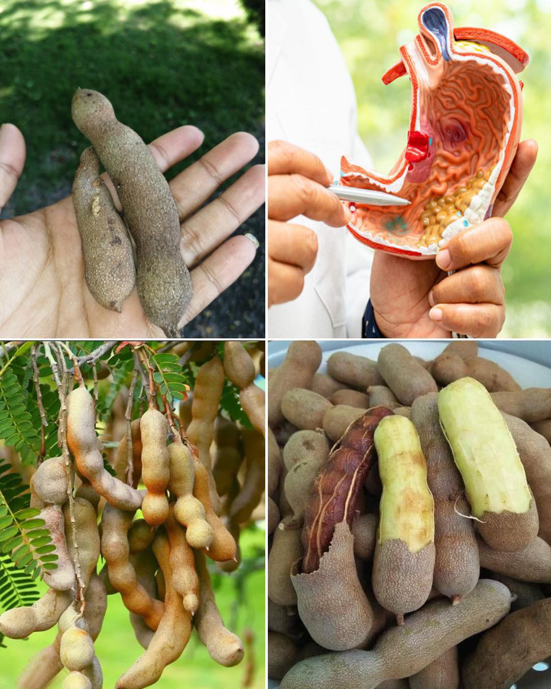 The Power of Tamarind Fruits: Sweet, Sour & Supercharged with Health Benefits