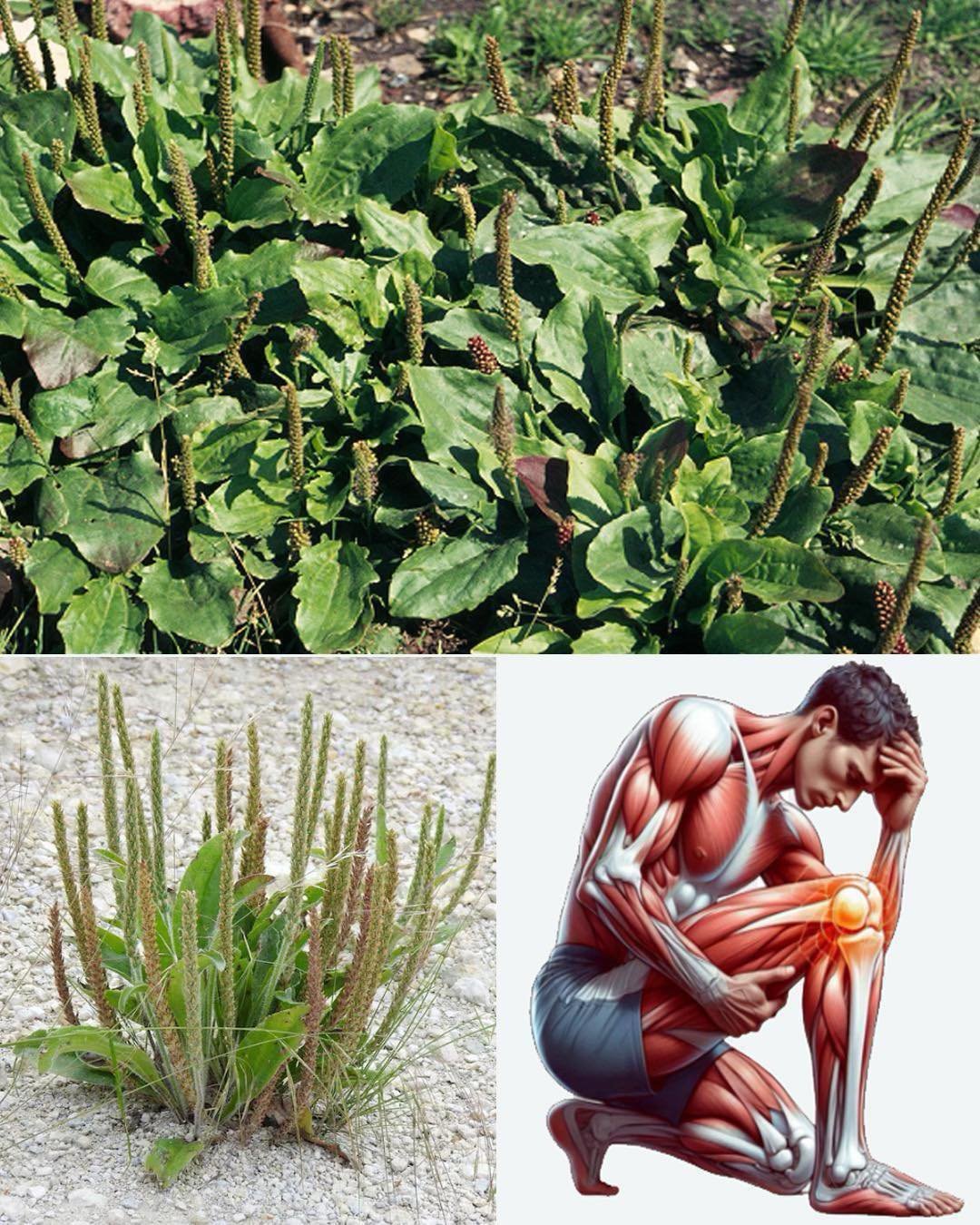 7 benefits and uses of Plantago Major