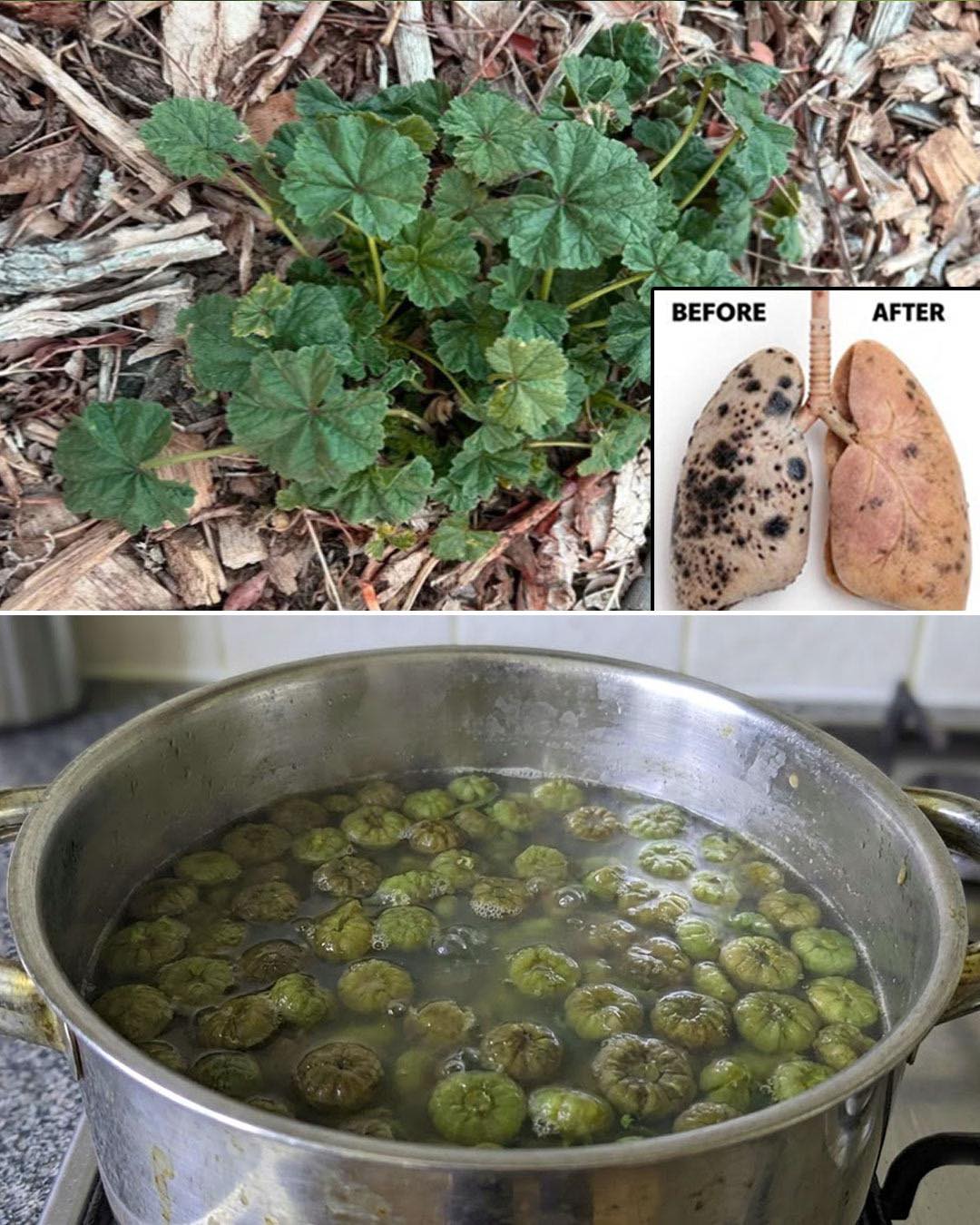 Exploring the Health Benefits of Common Mallow: A Nutritional Powerhouse