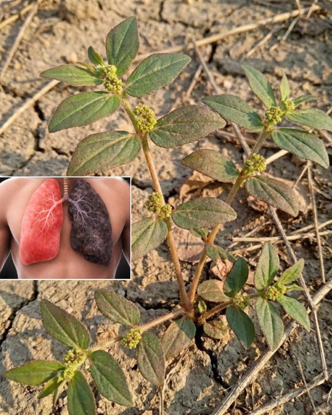 7 Surprising Benefits of Euphorbia Hirta