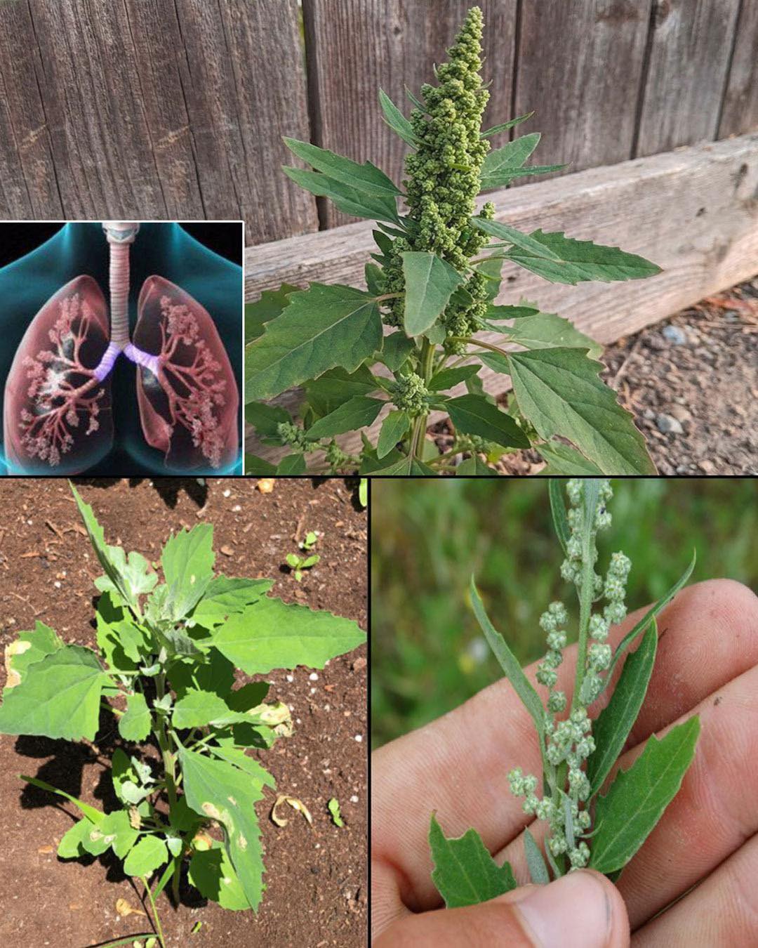 Discovering the Health Benefits of Lamb’s Quarters