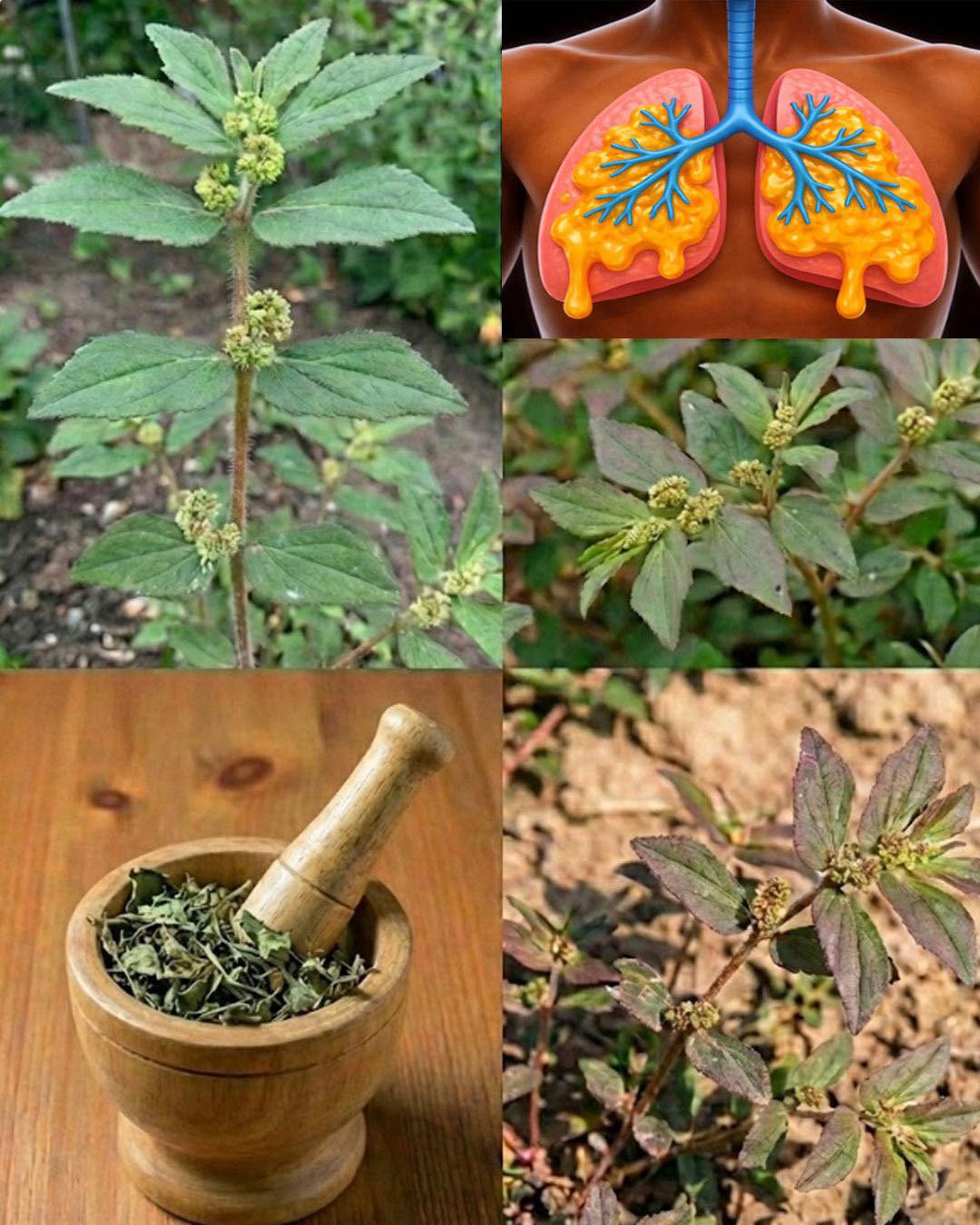 Euphorbia Hirta: 9 key health benefits of this versatile plant