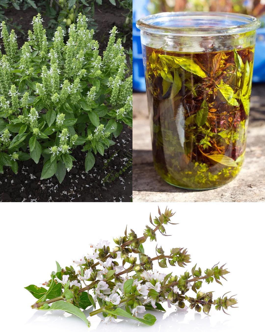 Date Seed Coffee: A Caffeine-Free Alternative with Surprising Benefits