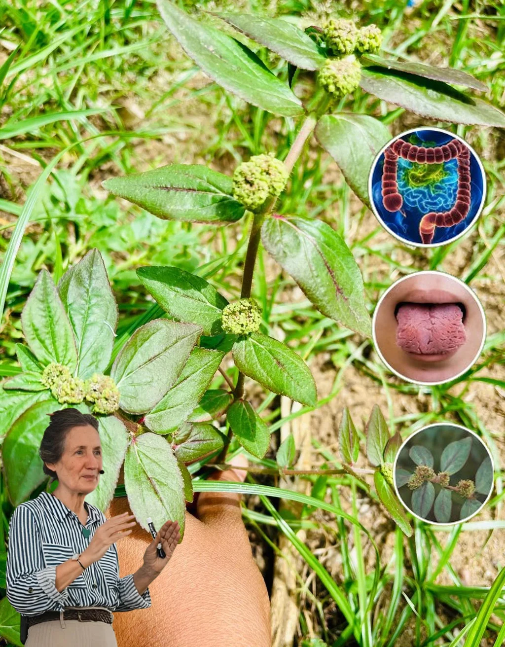 🌿 Asthma Plant Tea: Benefits and Uses of Euphorbia hirta