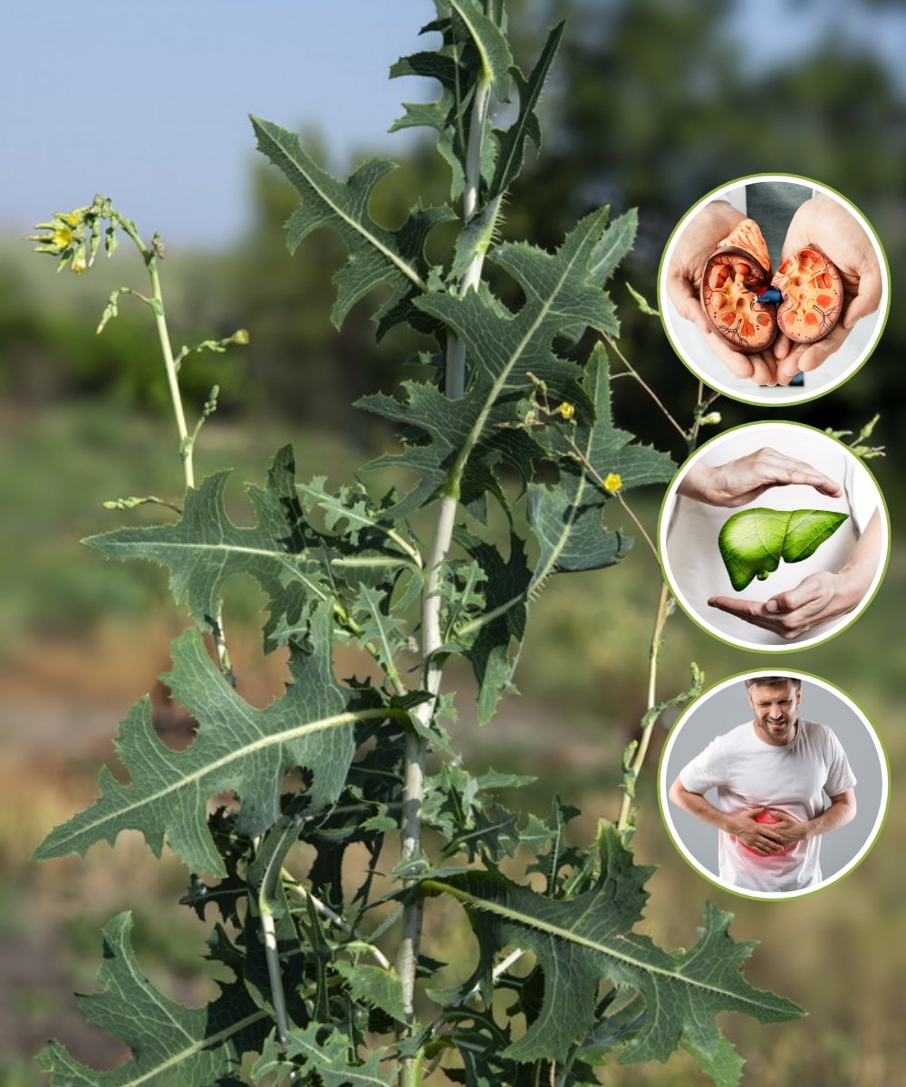 6 Secret Powers Of Lactuca Serriola You Might Do Not Know