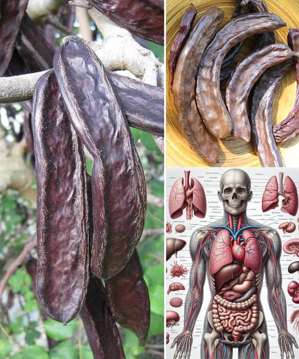 🌿 Carob: The Ancient Sweet Treat Making a Delicious Comeback in 2025