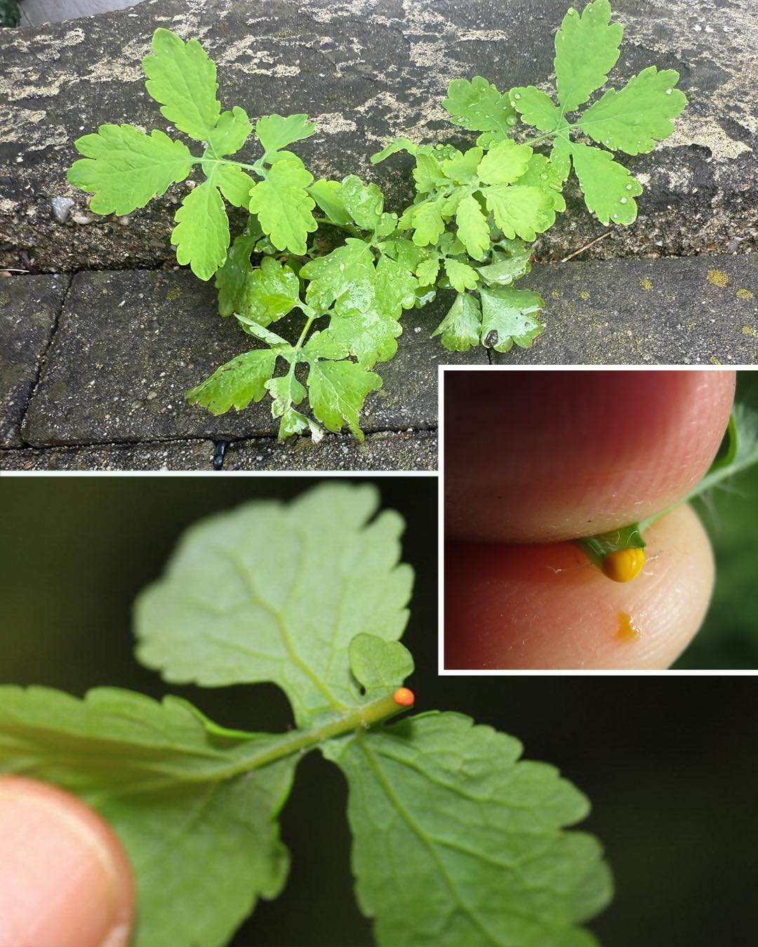 Chelidonium majus L. – The Greater Celandine: Nature’s Ancient Remedy for Skin Growths