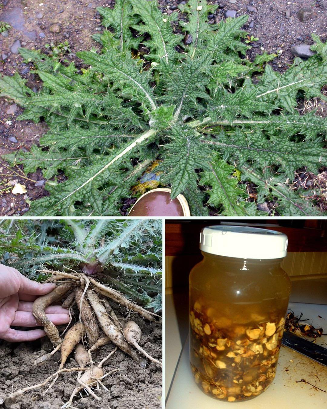 12 Benefits of Bull Thistle Root and How to Use It Naturally