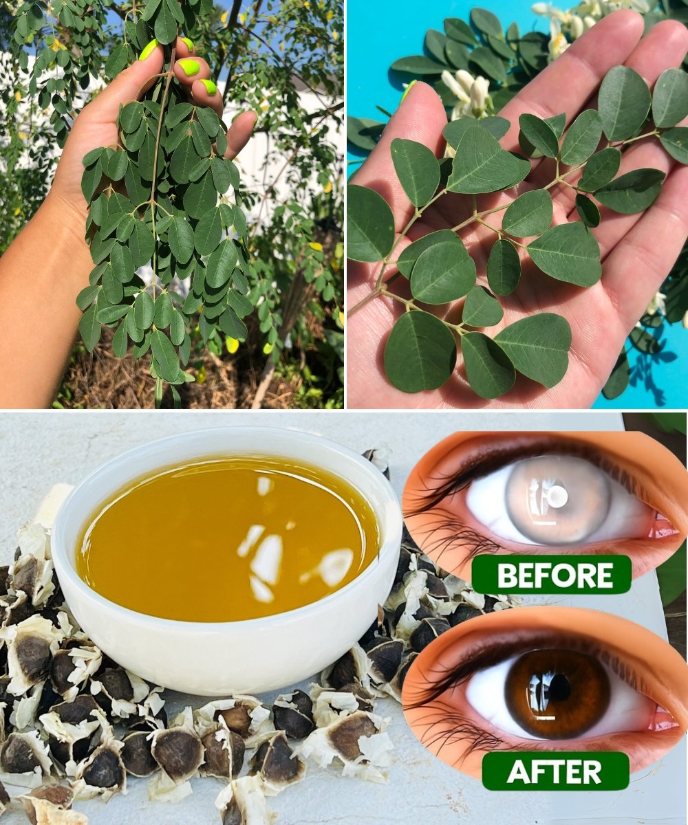 12 Moringa Seed Benefits You’ll Never Hear from Your Doctor (But You Should Know) 🌿✨