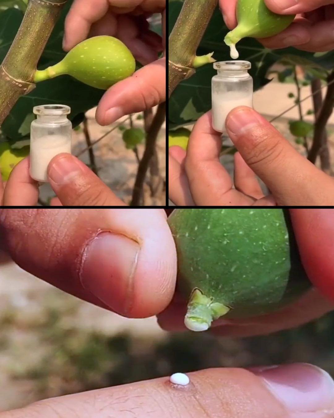 The Amazing Health Benefits of Fig Sap: Nature’s Gift to Wellness