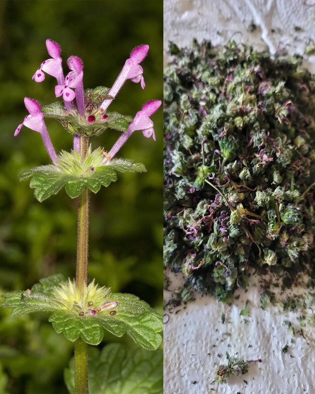 Henbit (Lamium amplexicaule): Identification, Benefits, and Homemade Uses