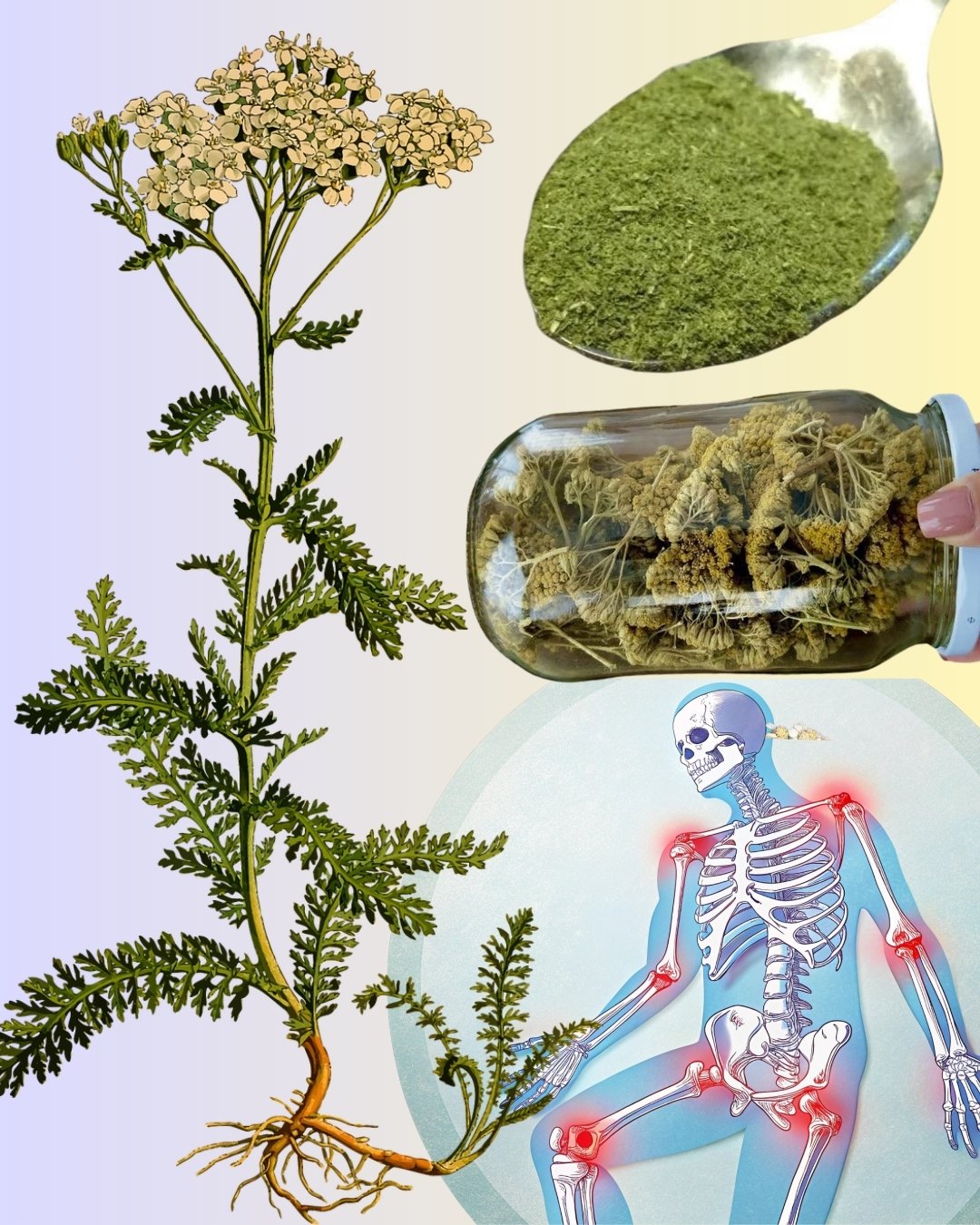 Yarrow: A Timeless Herbal Ally with Amazing Health Benefits