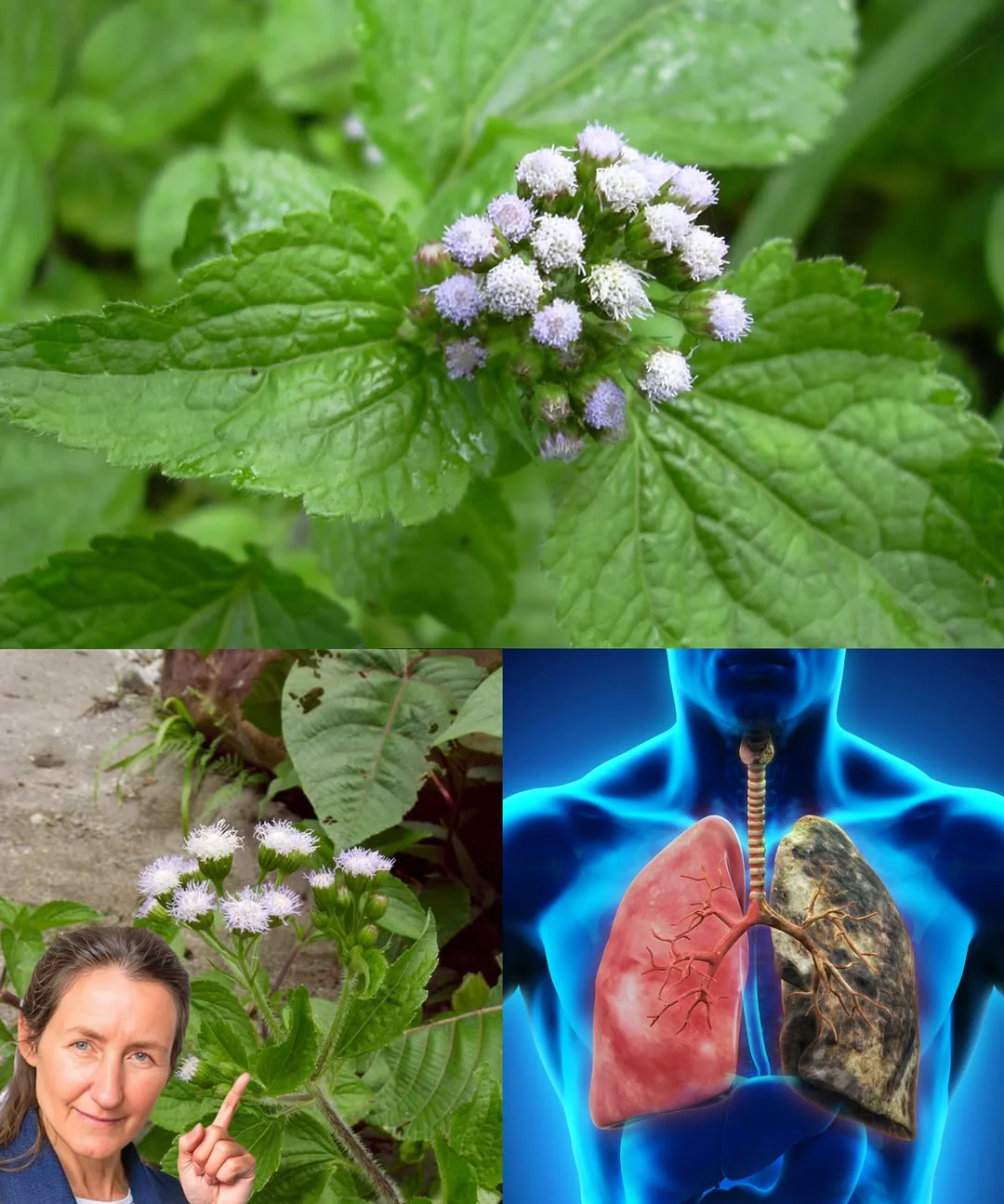 Ageratum conyzoides (Billygoat Weed): 15 Incredible Benefits and How to Use It