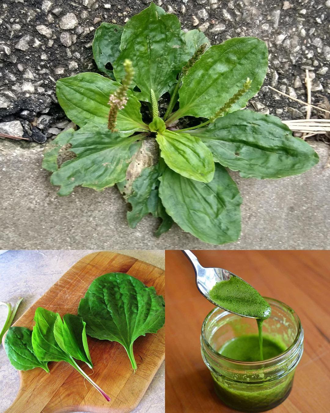 The Health Benefits and Uses of Broadleaf Plantain (Plantago major)