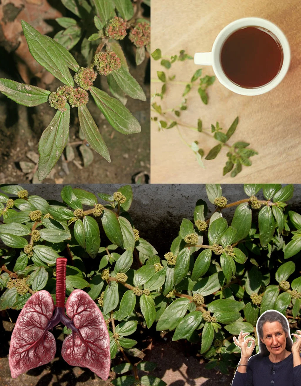 🌿 Euphorbia Hirta: 30 Science-Inspired Benefits of the Asthma Weed Miracle!