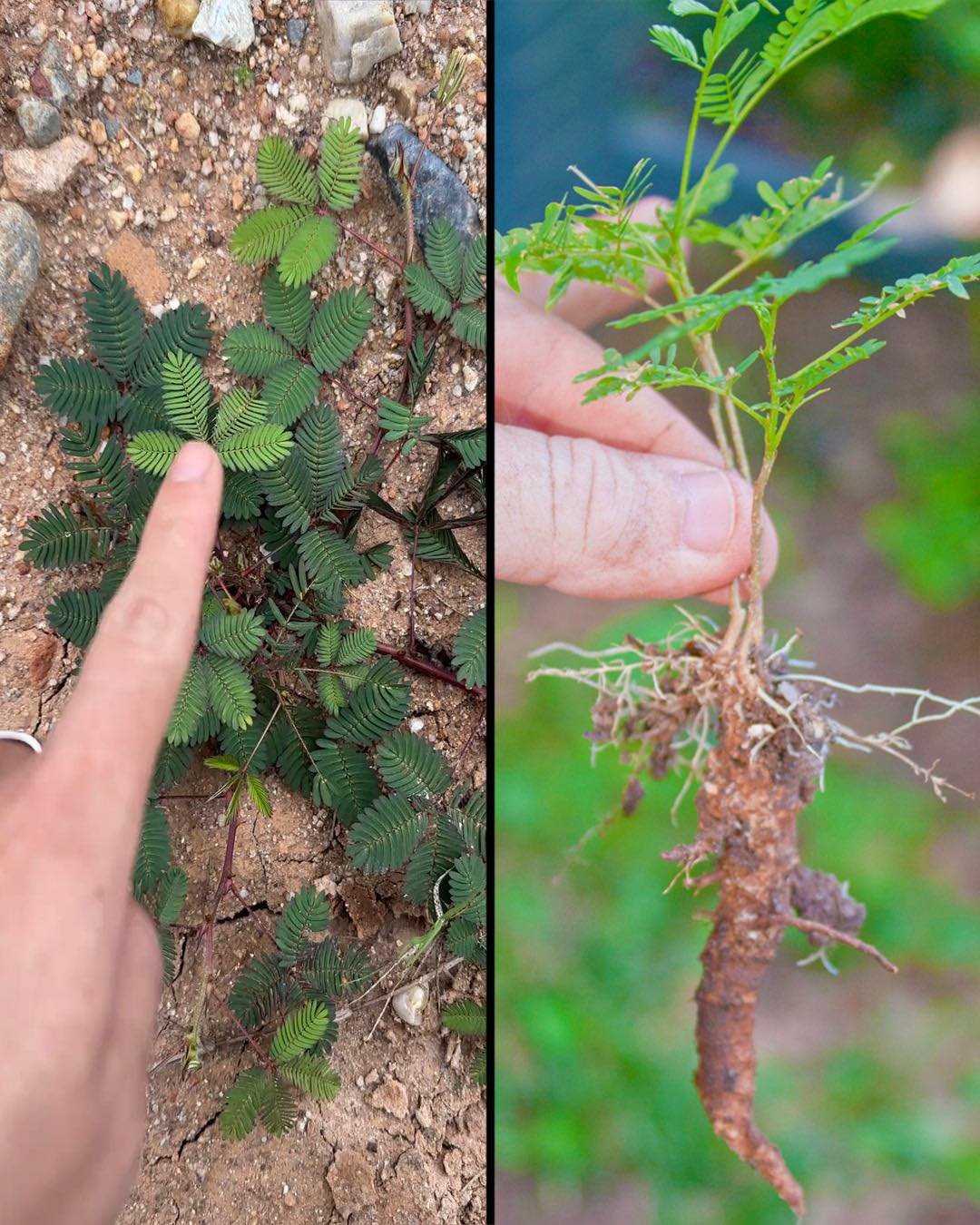 Why Mimosa Pudica Root is the Most Important Part of the Plant