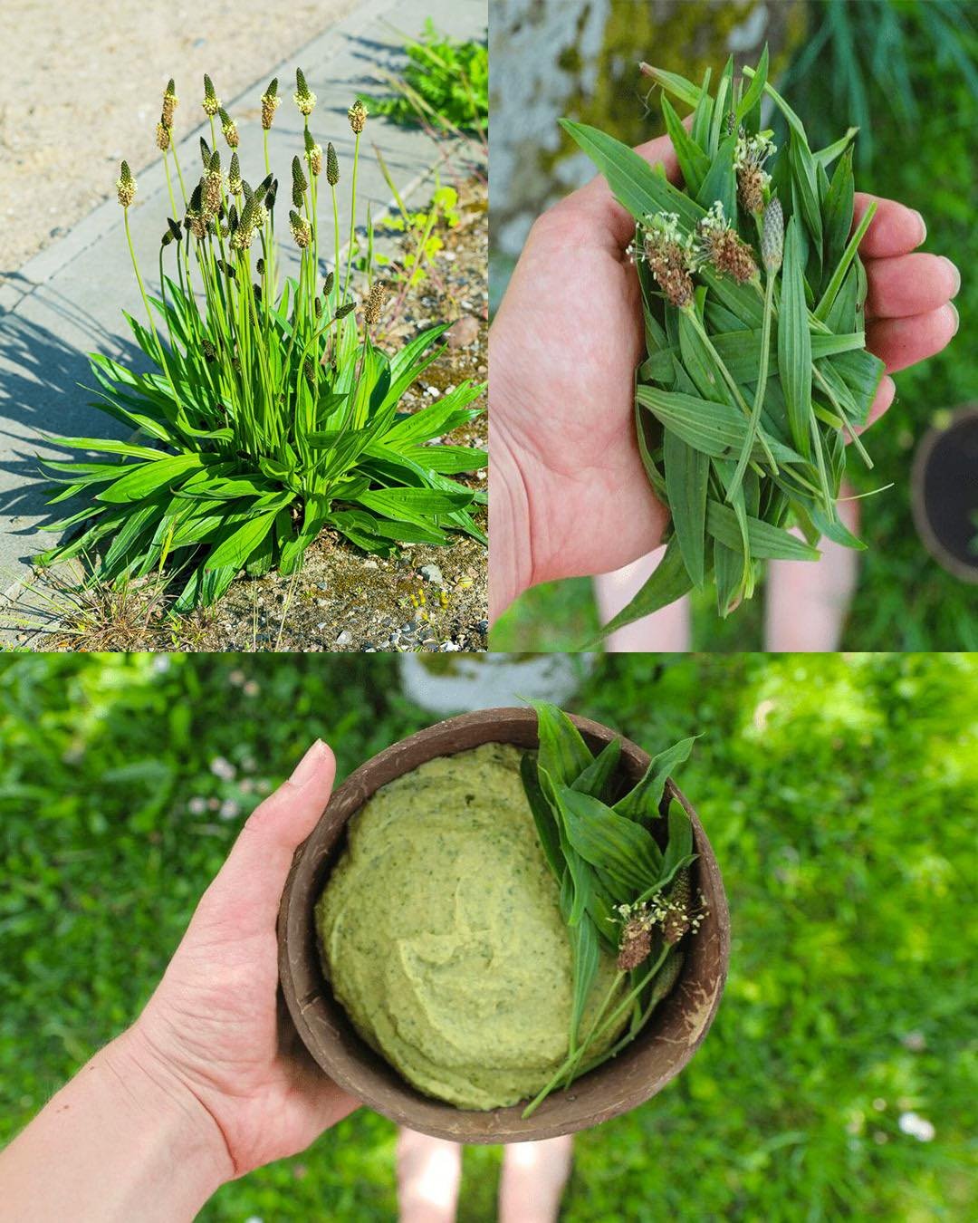 The Incredible Benefits of Plantago lanceolata and How to Use It