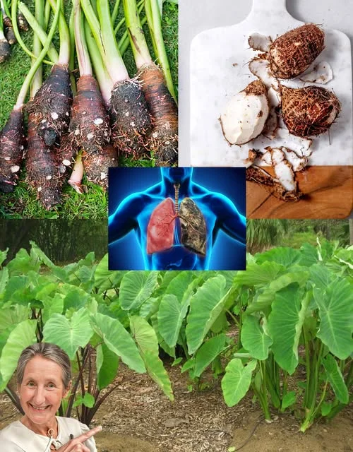 🌱 Taro Unraveled: The Hidden Power of This Ancient Root!