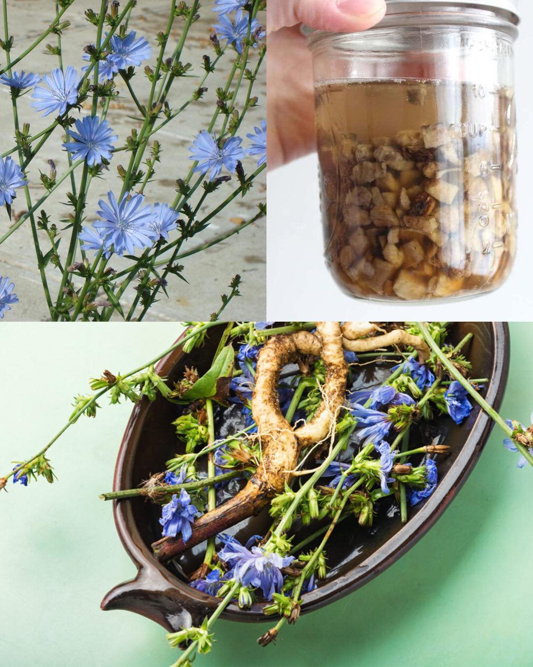 Why Chicory Roots are the Most Important Part of the Plant