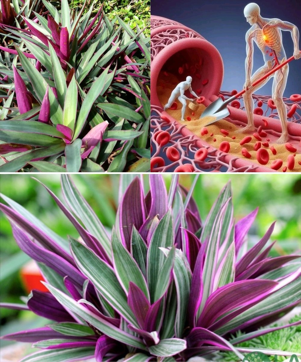 Say Goodbye to UTIs Naturally: The Powerful Healing Secrets of Tradescantia Spathacea