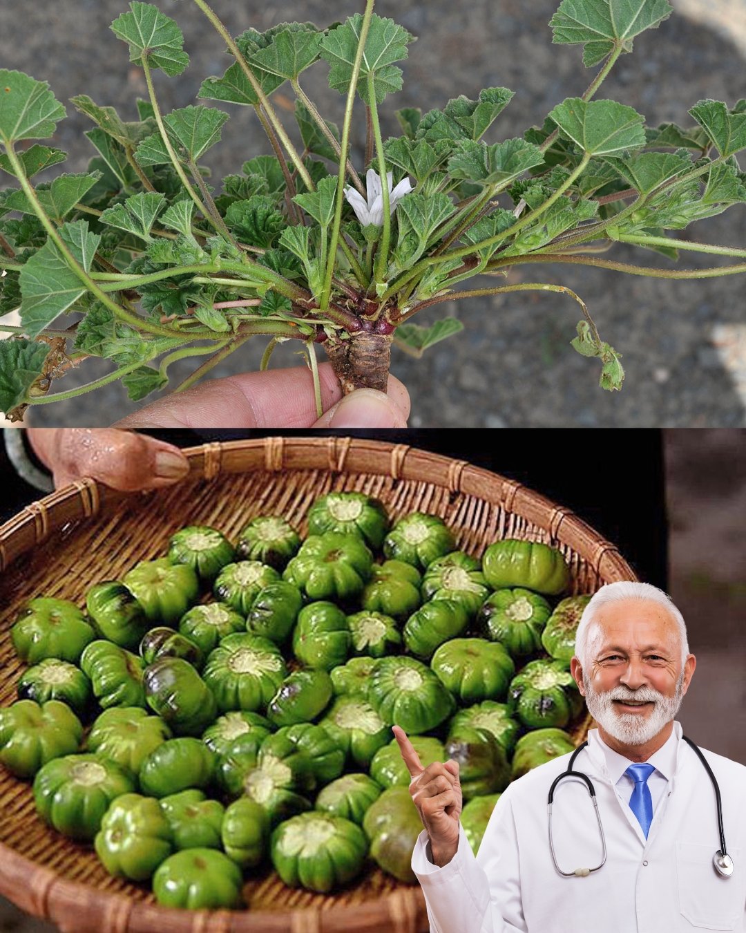 Exploring the Health Benefits of Common Mallow: A Nutritional Powerhouse