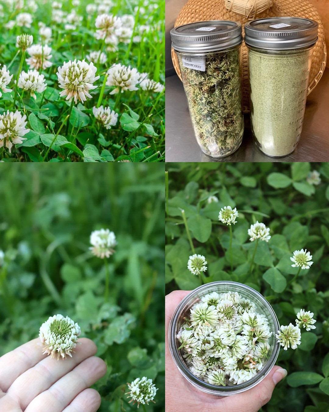 White Clover (Trifolium repens): 15 Benefits and Homemade Uses