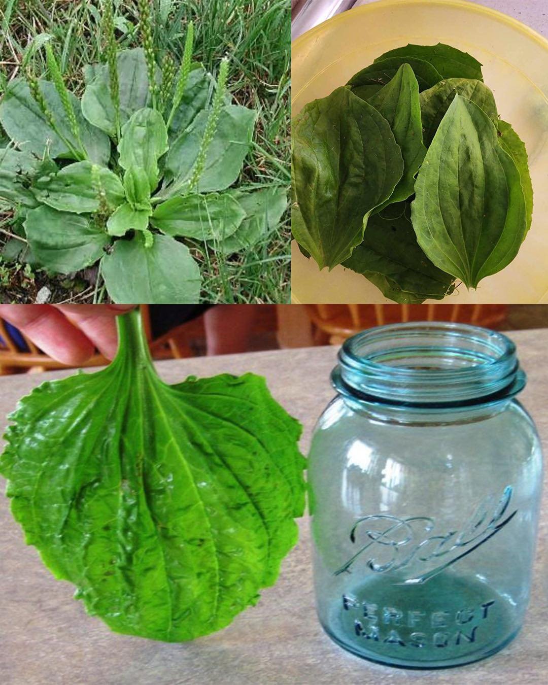 Broadleaf Plantain (Plantago major): Very Common, Very Powerful